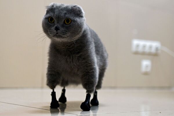 Кошка Дымка из Новосибирска после операции по вживлению титановых протезов, напечатанных на 3D-принтере - Sputnik Таджикистан