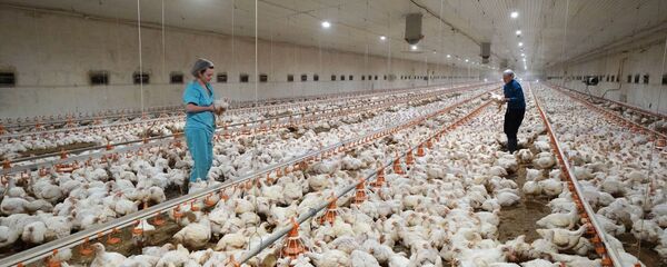 Сотрудники птицефабрики, архивное фото - Sputnik Таджикистан