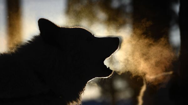 Собака, архивное фото - Sputnik Таджикистан