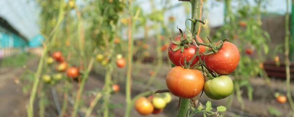 Помидоры в теплице - Sputnik Тоҷикистон