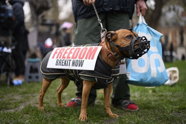 Собака одного из сторонников Brexit на торжественных мероприятиях, посвященных выходу Великобритании из ЕС (Brexit Party) на площади Парламента в Лондоне вблизи Вестминстерского дворца. - Sputnik Таджикистан