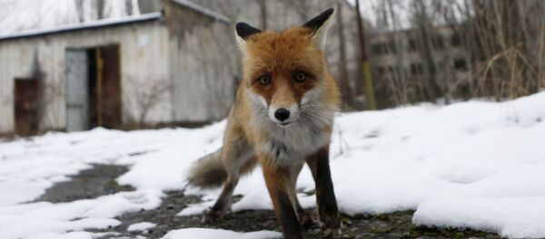 Лиса в городе-призраке Припять  - Sputnik Тоҷикистон