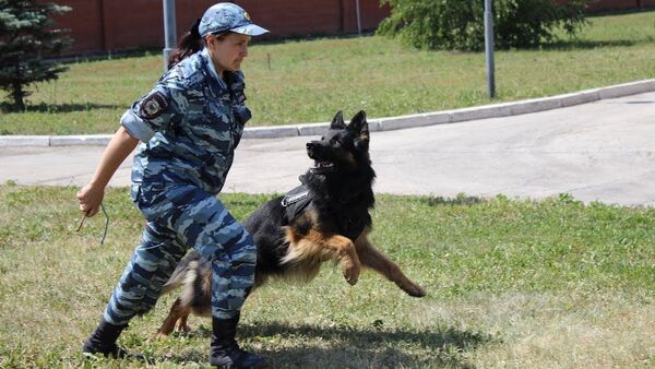 Таджикское МВД готовит собак к службе! Даже спаниелей! - YouTube - Sputnik Таджикистан