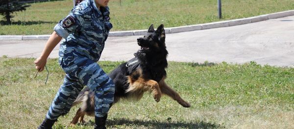 Таджикское МВД готовит собак к службе! Даже спаниелей! - YouTube Таджикское МВД готовит собак к службе! Даже спаниелей! - YouTube - Sputnik Таджикистан