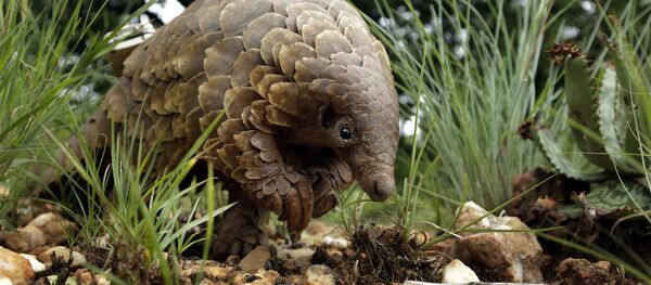 Африканский ящер панголин  - Sputnik Таджикистан