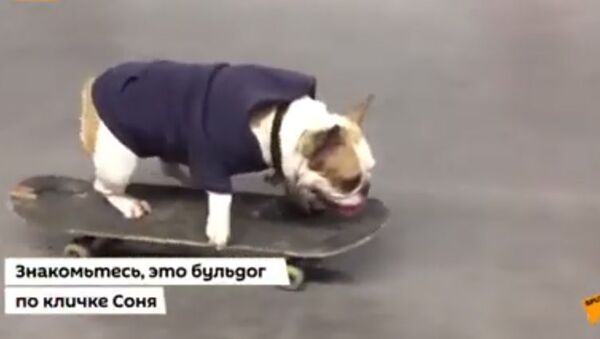 Бульдог по кличке Соня покоряет скейтпарки Челябинска - видео - Sputnik Таджикистан