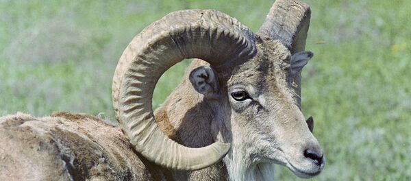 Горный баран Горный баран - Sputnik Таджикистан