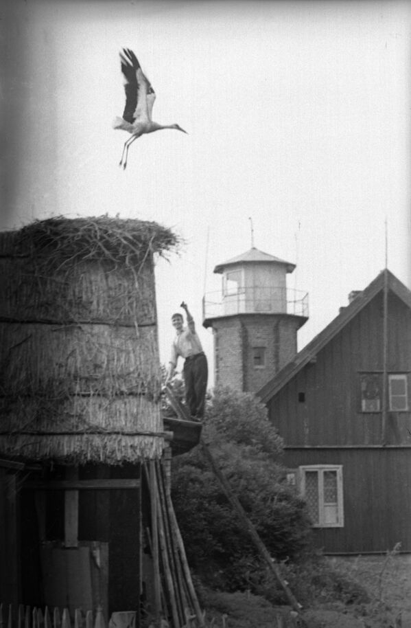 Гнездо аиста на острове Русне, Литовская ССР, 1966 год - Sputnik Таджикистан