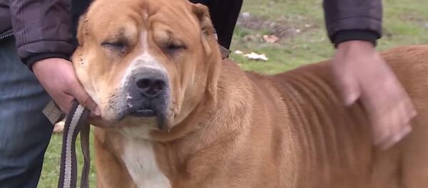 Древнейшая собака в Таджикистане. Среднеазиатская овчарка - YouTube - Sputnik Таджикистан