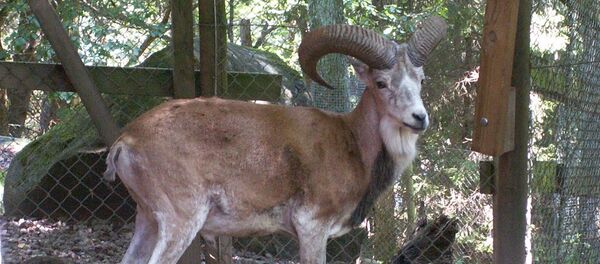 Бухарский уриал , архивное фото - Sputnik Таджикистан