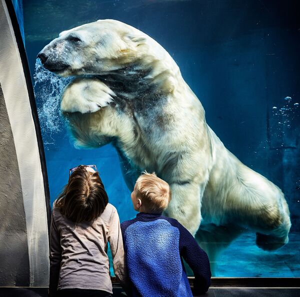 Дети смотрят на купающегося белого медведя в Питтсбургском зоопарке - Sputnik Таджикистан