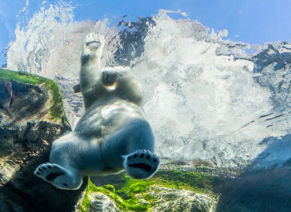 Медведь плавает в зоопарке Ассинибоайн парка, Канада - Sputnik Таджикистан