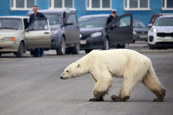 Белый медведь на улице города Норильск  - Sputnik Таджикистан