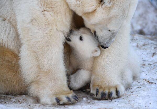Белая медведица Герда с медвежонком, родившимся 11 декабря 2018 года, в вольере Новосибирского зоопарка - Sputnik Таджикистан