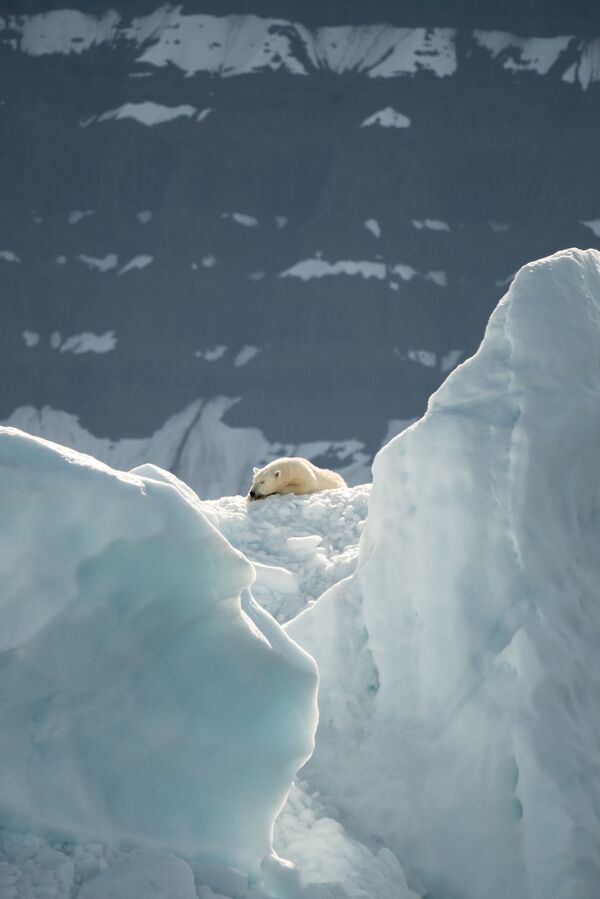Белый медведь спит на льду - Sputnik Таджикистан