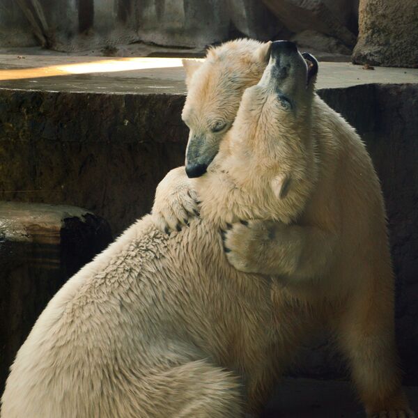 Белые медведи обнимаются в зоопарке - Sputnik Таджикистан