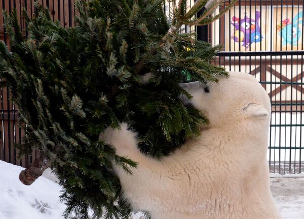 Белая медведица Урсула в парке флоры и фауны Роев ручей в Красноярске - Sputnik Таджикистан