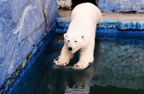 Белая медведица Урсула прыгает в бассейн в красноярском зоопарке Роев ручей - Sputnik Таджикистан