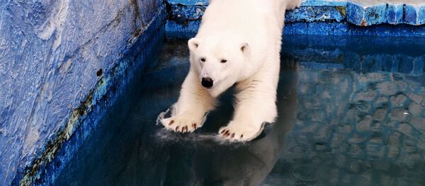Белая медведица Урсула прыгает в бассейн в красноярском зоопарке Роев ручей - Sputnik Таджикистан