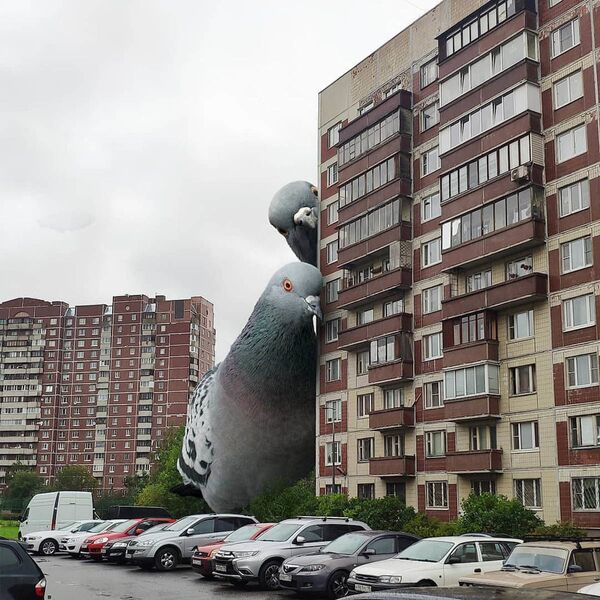 Огромные голуби у жилого здания в Санкт-Петербурге в работе художника Вадима Соловьева - Sputnik Таджикистан