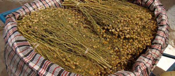 Трава гармалы Трава гармалы - Sputnik Тоҷикистон