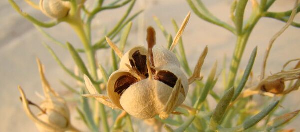 Трава гармалы - Sputnik Тоҷикистон