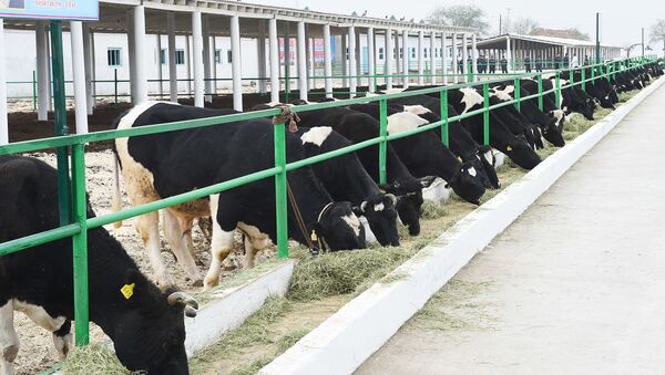 Коровы на молочной ферме - Sputnik Таджикистан