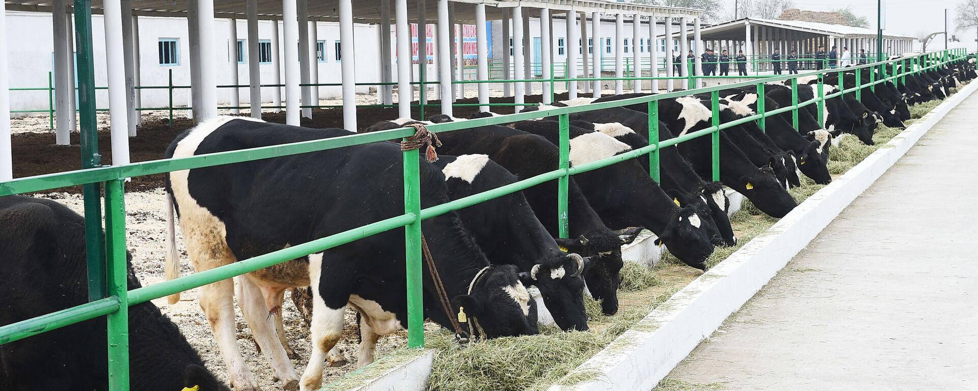 Коровы на молочной ферме - Sputnik Таджикистан, 1920, 25.01.2026
