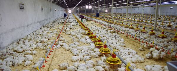 Открытие птицефабрики ООО Дусти Азиз Бобожон Гафуровского района Открытие птицефабрики ООО Дусти Азиз Бобожон Гафуровского района - Sputnik Таджикистан