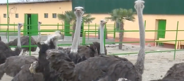 Страусиная ферма в Бободжонгафуровском районе Страусиная ферма в Бободжонгафуровском районе - Sputnik Таджикистан