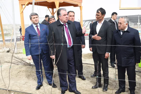 Усули шинонидани ниҳолҳои себ дар боғи нав байни дарахтон як ва қаторҳо чор метр масофа аст. Дар 1 гектари ин боғ 2 ҳазору 500 ниҳоли серҳосили себ шинонида шудааст. Усули шинонидани ниҳолҳои себ дар боғи нав байни дарахтон як ва қаторҳо чор метр масофа аст. Дар 1 гектари ин боғ 2 ҳазору 500 ниҳоли серҳосили себ шинонида шудааст. - Sputnik Тоҷикистон