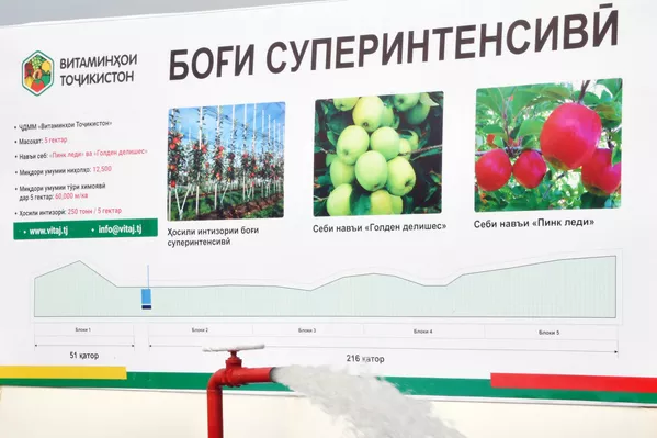 Хоҷагидорон дар боғи навбунёд ду навъи ниҳол - пинк леди яъне навъи арғувонӣ ва голден делишес навъи зарринтоб-ро аз хориҷи мамлакат дастрас намуда шинонидаанд Хоҷагидорон дар боғи навбунёд ду навъи ниҳол - пинк леди яъне навъи арғувонӣ ва голден делишес навъи зарринтоб-ро аз хориҷи мамлакат дастрас намуда шинонидаанд - Sputnik Тоҷикистон