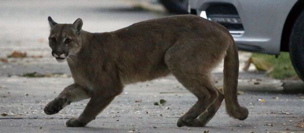 Пума на улице города Сантьягу в Чили  - Sputnik Таджикистан