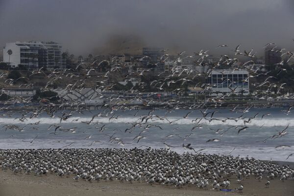 Сотни птиц на пляже Agua Dulce  в Лиме, Перу  - Sputnik Таджикистан