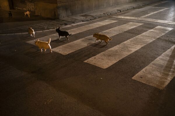 Стая собак на улице Барселоны  - Sputnik Таджикистан
