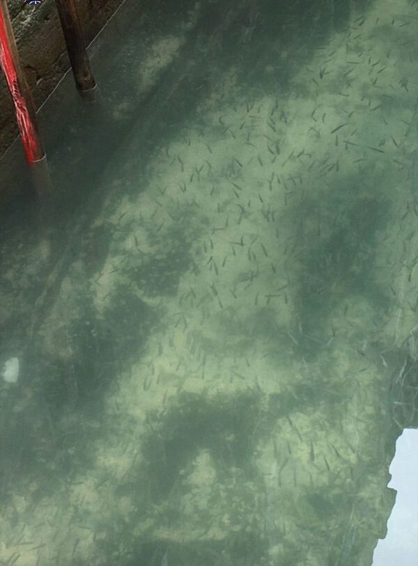 Косяк рыб в чистых водах Венеции  - Sputnik Таджикистан