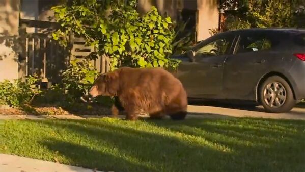 Медведь у жилого дома в Калифорнии  - Sputnik Таджикистан