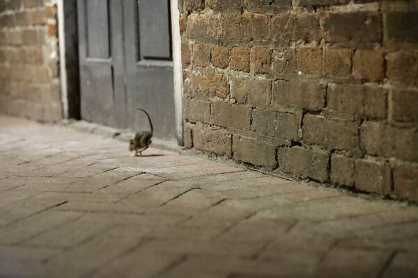 Крыса на пустынной улице в Новом Орлеане  - Sputnik Таджикистан