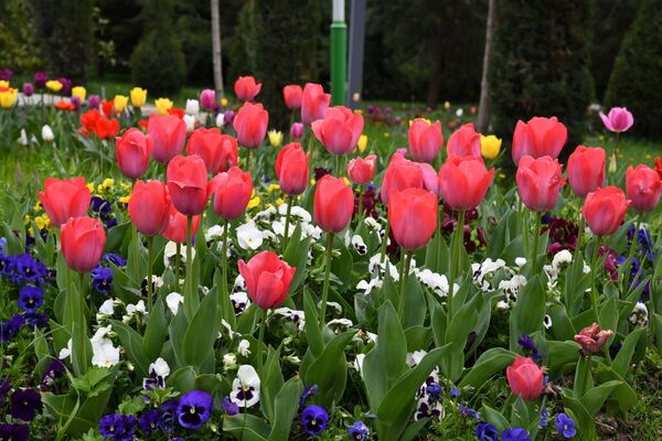 Это не только тюльпаны, но и хризантемы, бегонии, петунии и сальвии
 - Sputnik Таджикистан