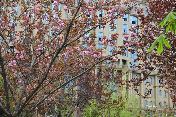 Активно начинают цвести и деревья

 - Sputnik Таджикистан