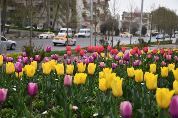 В это время цветы в Душанбе находятся на пике своего цветения

 - Sputnik Таджикистан