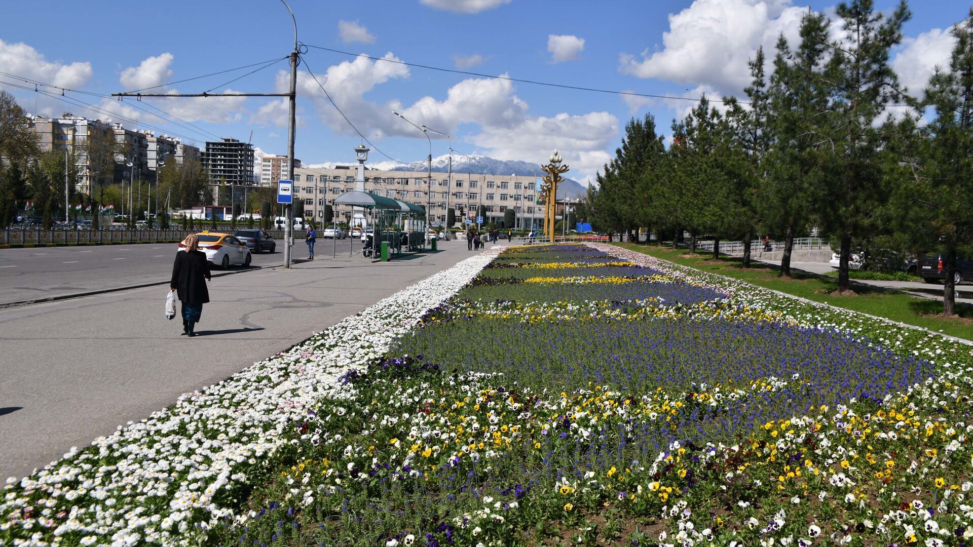 Цветы в городе Душанбе - Sputnik Таджикистан, 1920, 31.07.2022