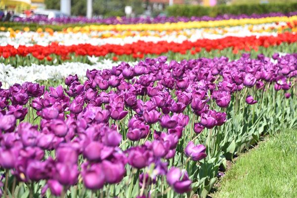 Какой сегодня праздник в Таджикистане и мире: 12 апреля Какой сегодня праздник в Таджикистане и мире: 12 апреля - Sputnik Таджикистан