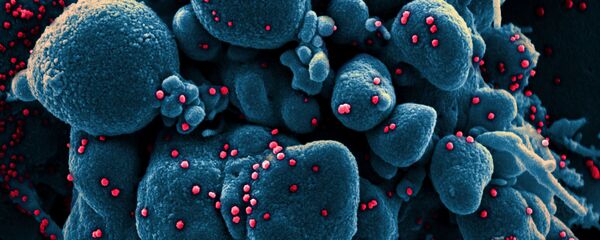 Вид на зараженную коронавирусом клетку под микроскопом - Sputnik Таджикистан