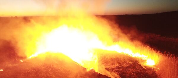 Лесной пожар в Чернобыльской зоне - Sputnik Таджикистан