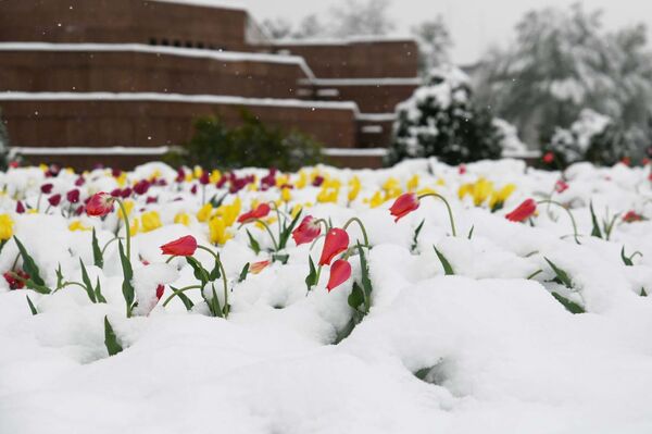Душанбе завалило снегом: жители делятся красивыми фото погодной аномалии Душанбе завалило снегом: жители делятся красивыми фото погодной аномалии - Sputnik Таджикистан
