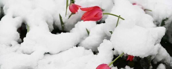 Снегопад в Душанбе - Sputnik Тоҷикистон