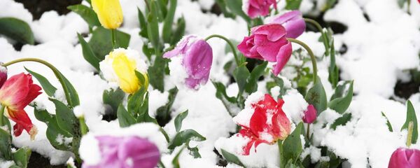 Снегопад в Душанбе - Sputnik Таджикистан