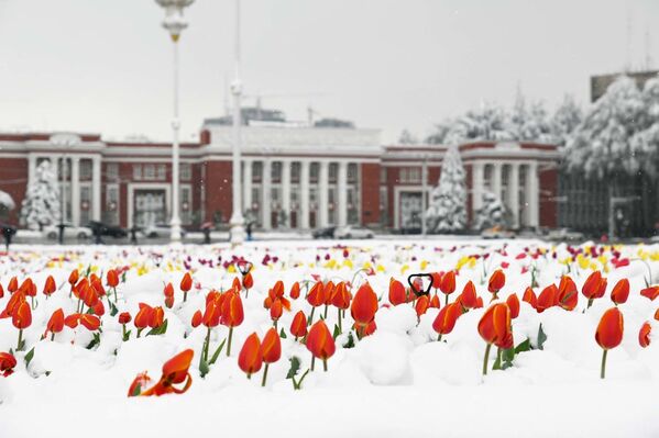 Снегопад в Душанбе  - Sputnik Таджикистан