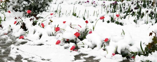 Снегопад в Душанбе Снегопад в Душанбе - Sputnik Тоҷикистон